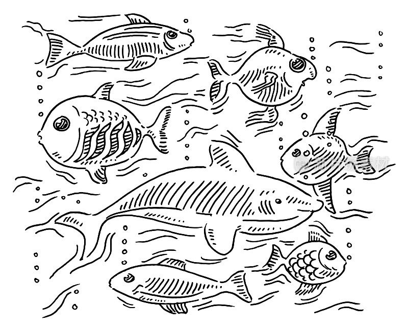 Group Of Different Fishes Diversity Concept Drawing